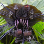 2 Black Bat Tacca Chantrieri Plants In 2 Inch Pot, 2 Pots
