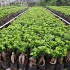 Ficus Microcarpa Ginseng - Ficus Bonsai
