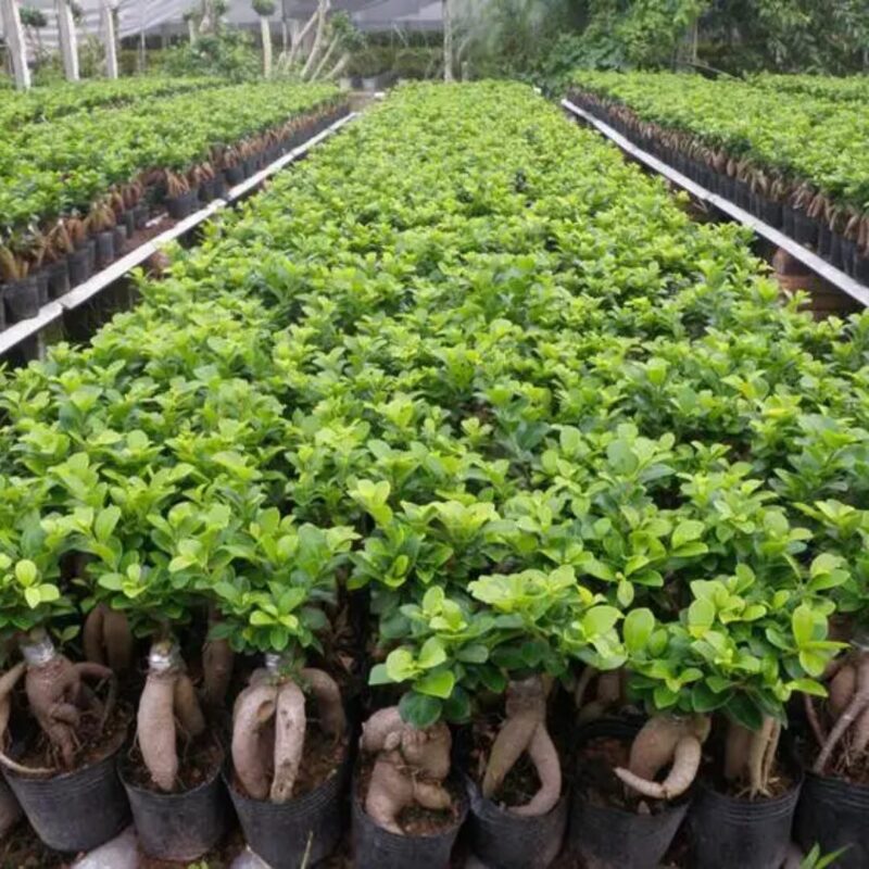 Ginseng Ficus Bonsai - Set 2 Trees