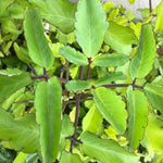 Kalanchoe Pinnata Succulent Plant, 4-8 Inch Tall, 4 Inc Pot