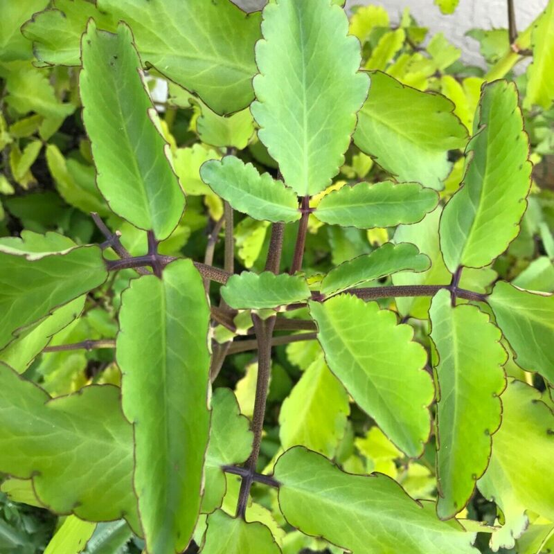 Kalanchoe Pinnata Live Plant, 4-8 Inch Tall, 4 Inc Pot