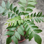 Murraya Koenigii Curry Leaf Plant 5-9 Inc Tall, 4 Inch Pot
