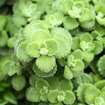 Plectranthus Tomentosa Vicks Plant Live