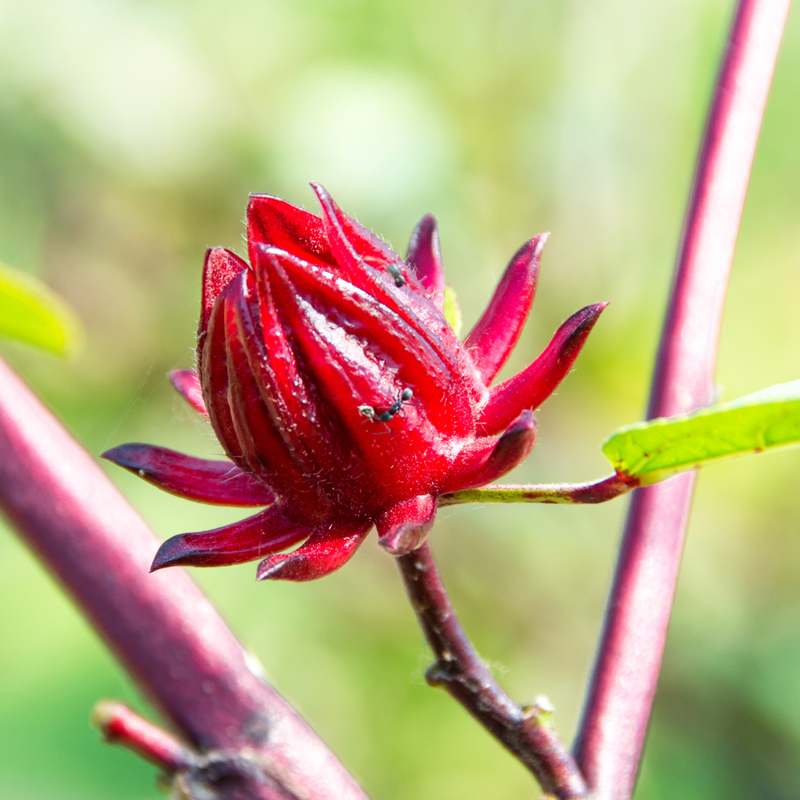 4 Sorrel Roselle Hibiscus, Jamaica Red Roselle Hibiscus 4 Inc Pot