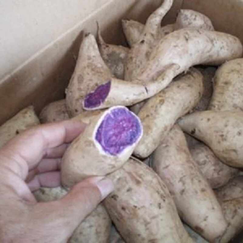 Okinawa Sweet Potato Slips, Sweet Potato Vine Live Plant - 15 Slips Non-Gmo Organic - Well Rooted - Zone: 10-11- Outdoors - Full Sun