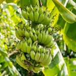 Grand Nain Banana Tree 4-8 Inc