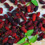 2 Red Mulberry Trees 5-8 Inch Height