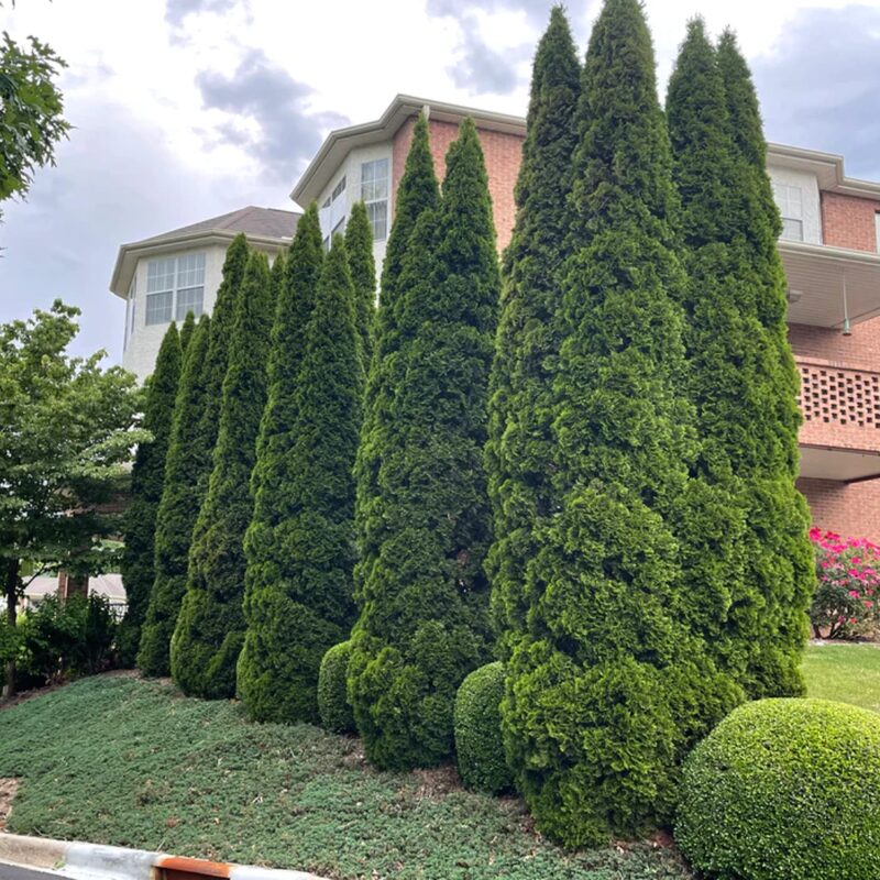 100 Murray Cypress Hedge Shrub Plants Live Trees - Zone 5-9