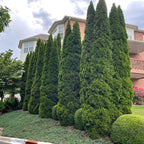 100 Murray Cypress Hedge Shrub Plants Live Trees - Zone 5-9