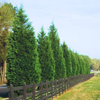 Thuja Green Giant Arborvitae Trees Live Plants - 2.5" Pot - 8-10" Tall