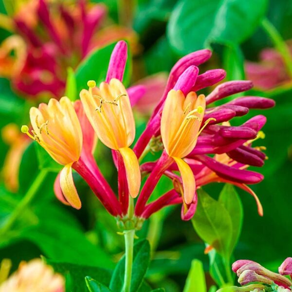 Pack 140 Goldflame Honeysuckle Plants Live Vines - 6-10" in Pot