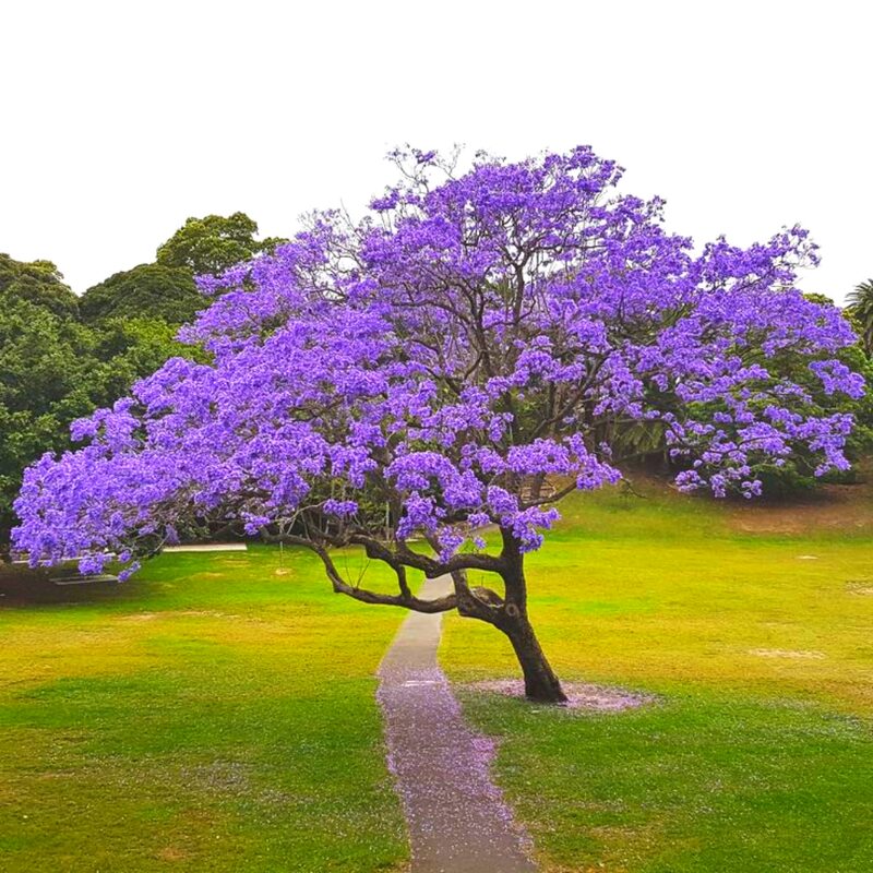 6 Purple Blue Jacaranda Mimosifolia Tree Live Plant Great for Bonsai - Zones 9-11