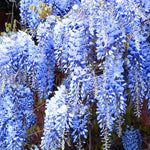 Wisteria Tree 10-15" Tall