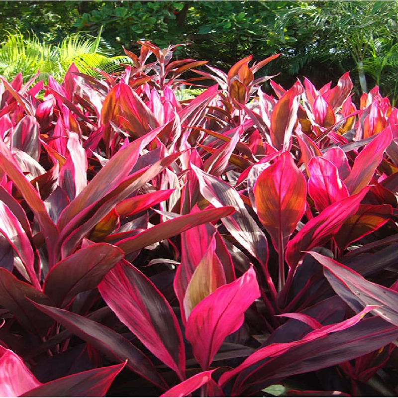 3 Cordyline Red Sister Hawaiian Ti Plants Live Rooted 7 To 10 Inch Tall