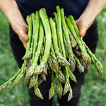 25 Mary Washington Asparagus Crowns - 2 Year Asparagus Roots