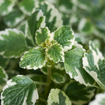 2 Plectranthus Variegated Swedish Ivy Live Plants 4-8 Inch Height In 4 Inch Pot