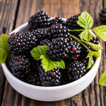 Navaho Blackberry Plants