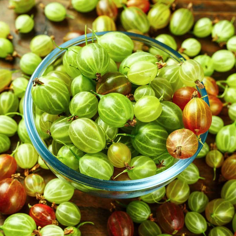 Gooseberry Plant 5-9 Inc Tall (Many Types)