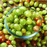 Black Velvet Gooseberry, Hinnonmaki Red Gooseberry, Semi Thornless Gooseberry, Sweet Gooseberry Plant Live 5-9 Inc (Choose Your Varieties)