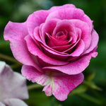 Melody Perfume Rose Bush