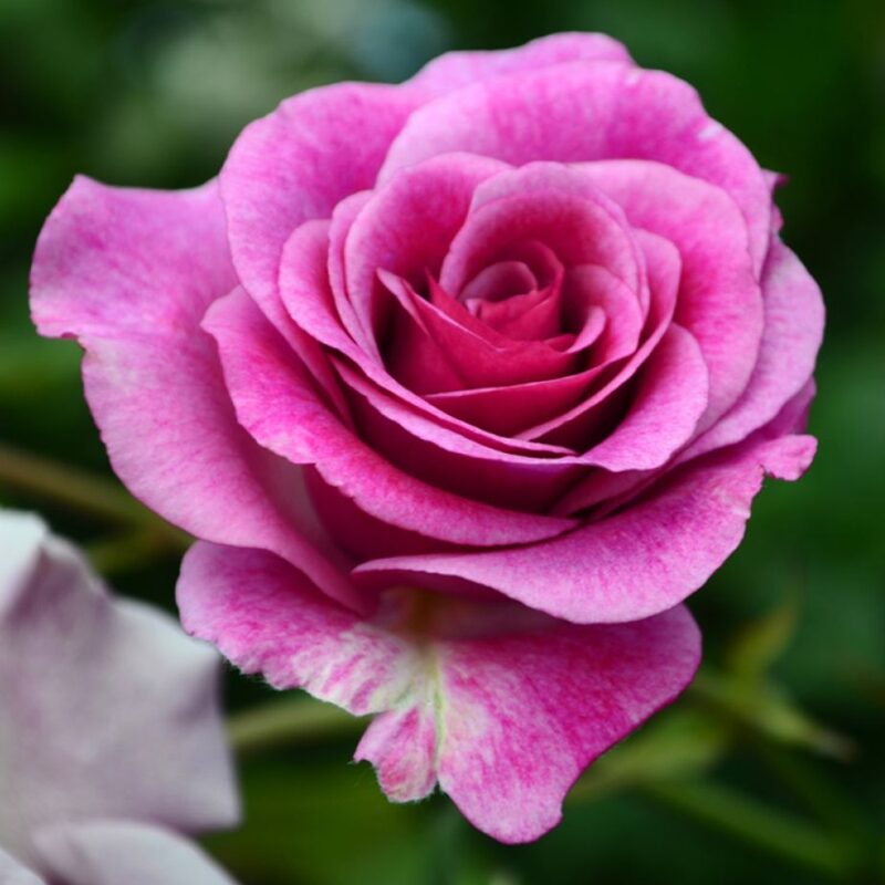 Melody Perfume Rose Bush