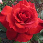 Camara Red Rose Plant Live