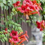Trumpet Plant Live In 2.5 Inch Pot (Flamenco Red, Orange, Yellow, Red)