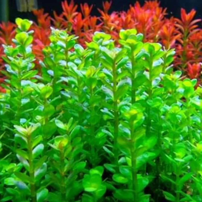 7 Green to Red Rotala Rotundifolia Aquarium Plants Live, Stems, No Root, Fresh Water Aquatic Plants for Pond, Live Plants for Freshwater Aquarium Fish Tanks