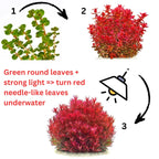7 Green to Red Rotala Rotundifolia Aquarium Plants Live, Stems, No Root, Fresh Water Aquatic Plants for Pond, Live Plants for Freshwater Aquarium Fish Tanks