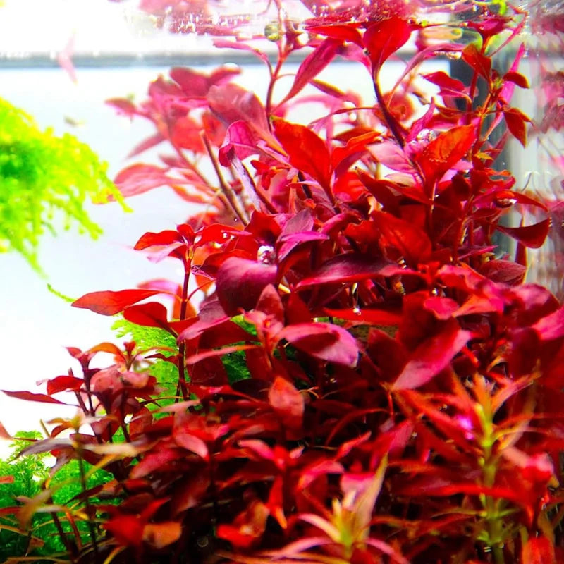 7 Mix Red Aquarium Plants Live Stems, No Root, Fresh Water Aquatic Plants for Pond, Live Plants for Freshwater Aquarium Fish Tanks