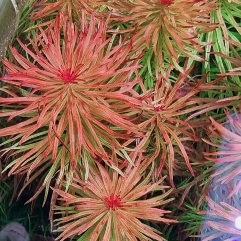 7 Rotala Walichii Live Aquarium Plants - Freshwater Fish Tank Whorly Rotala