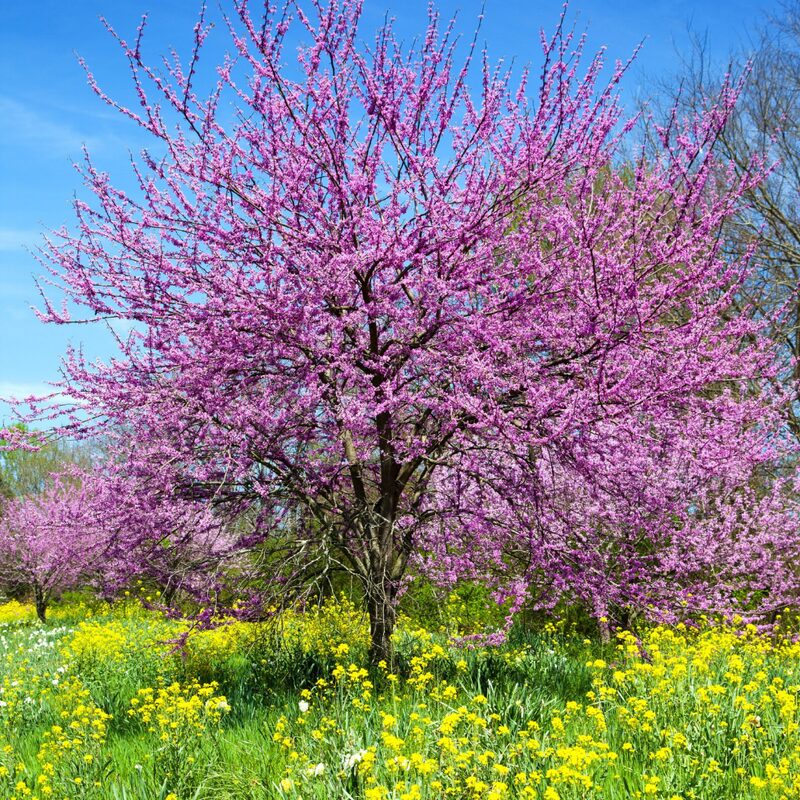 Set 2 Eastern Redbud Trees
