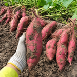 Sweet Potato Live Plant, Ipomoea Batatas Starter, 4-Inch Pot