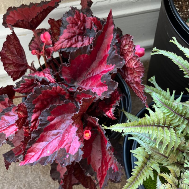 Red Robin Begonia Plant Potted