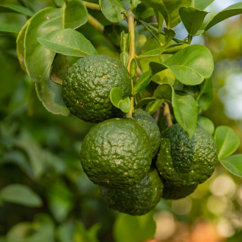 Kaffir Lime Tree 2-5" Tall