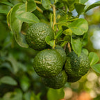 Kaffir Lime Tree 2-5" Tall
