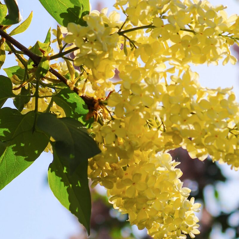 Lilac Tree