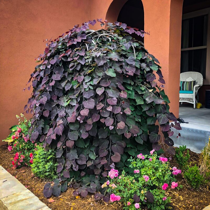 Ruby Falls Weeping Redbud Tree - 3-4' Tall - Developed Trees - Zone 5-9 - Weeping Eastern Redbud Cercis Canadensis Red Bud Live Plant for Sale