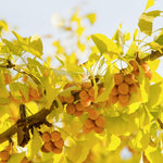 5 Ginkgo Tree Seedlings 6–12 Inches, Live Hardy Shade Tree, Fan-Shaped Leaves, Outdoor Garden Plant