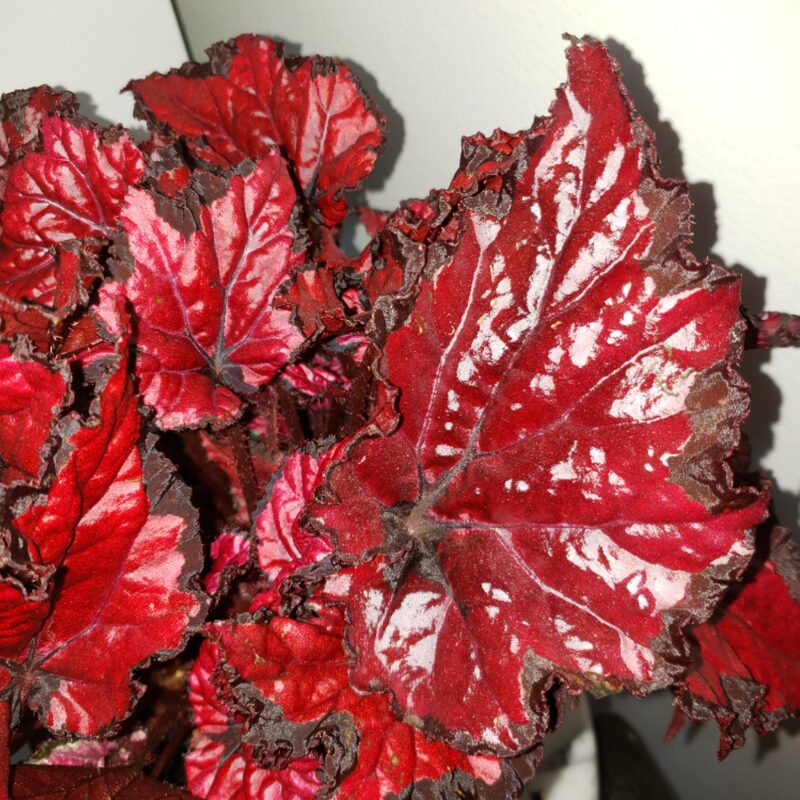 Red Robin Begonia Plant Potted