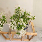 2 Bougainvillea Live Plants, Tropical Bougainvillea Flowering Vine, Fast Growing Outdoor and Container Plant, 4-8'' Tall (Variegated White)