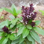 Basil Plant Live, Fragrant, Flavorful Herb for Indoor Outdoor Gardens, Well Rooted Plant 4-7 Inches (Blue Basil)