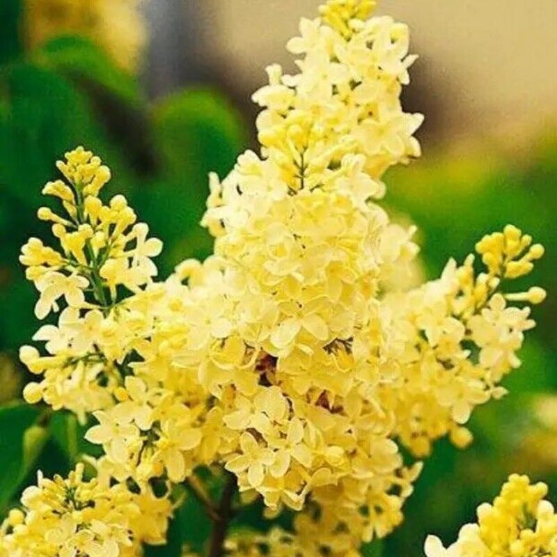 Lilac Tree