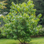 2 Pawpaw Trees Live Plants, 6-12 Inch Tall Paw Paw Fruit Tree in Quart Pot, Cold Hardy Edible Fruit Tree for Home Orchard