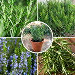 2 Trailling Rosemary Plants Live Size 5-9" Fast Growing, Fragrant Rosemary Live Plant Herb Plant for Indoor, Outdoor Garden