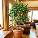 Navel Orange Tree Live Plant, Citrus Fruit Plant in 1 Gallon Pot, Sweet Orange Fruit Tree for Indoor Outdoor Gardening