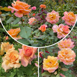Rose Live Plant, Roses Flower Plant, Fragrant Flower for Planting, 4-6 Inches Tall, Bush Shrub Plants, Well Rooted, Ready to Grow (Orange Rose)