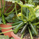 2 Green Zucchini Plants Live, 4 Inc Potted, Fast Growing Squash Vegetable Garden Plants