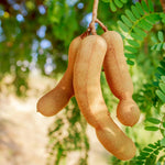 Sour Tamarind Tree Live Plant, 2-3 Feet Tall in 1 Gallon Pot, Tropical Fruit Tree