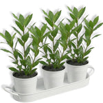 Bay Leaf Tree Live Plant, Laurus Nobilis Sweet Bay Laurel Tree, Size 6-10" in Tall in 4 Inc Pot, Fragrant Herb